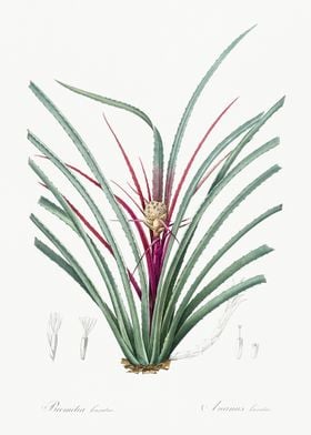 Plumier39S Bromelia Illust