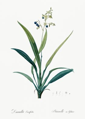 Flax Lilies Dianella Ensif