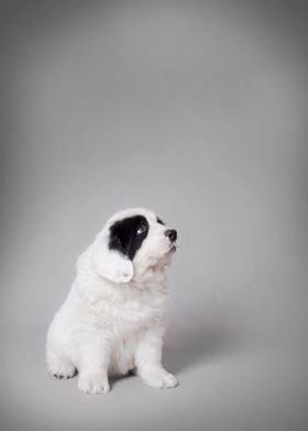 Landseer puppy