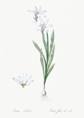 Ixia Liliago Illustration 