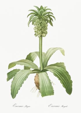 Eucomis Regia Illustration