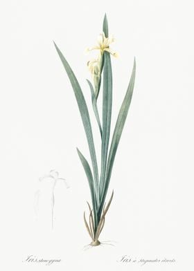 Yellow Banded Iris Illustr