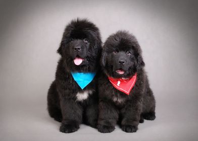 Two Newfoundland puppies