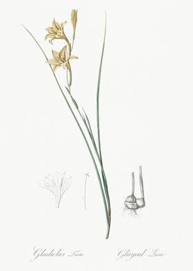 Gladiolus Illustration Fro