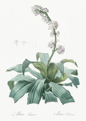 Aletris Fragrans Illustrat