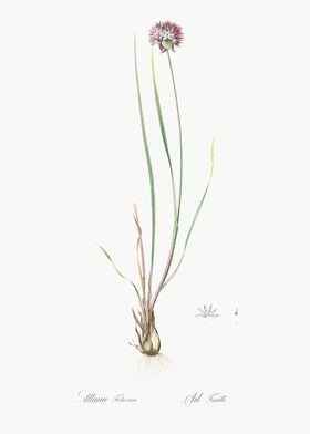 Allium Foliosum Illustrati