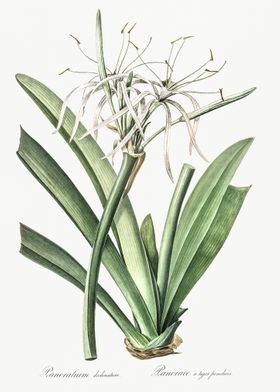 Caribbean SpiderLily Illus