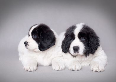 Two Landseer puppies