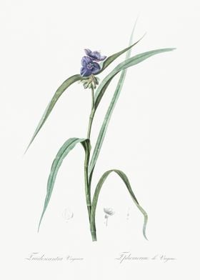 Virginia Spiderwort Illust