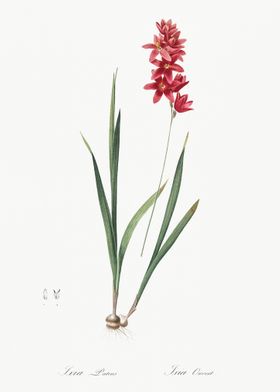 Ixia Patens Illustration F