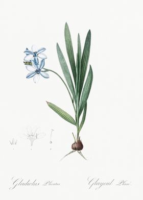 Gladiolus Plicatus Illustr