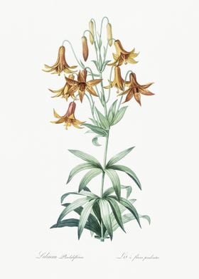 Canada Lily Illustration F