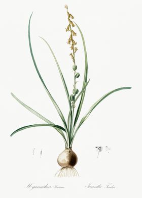 Hyacinthus Serotinus Illus