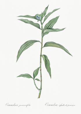 Dayflower Illustration Fro