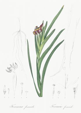 Spider Iris Illustration F