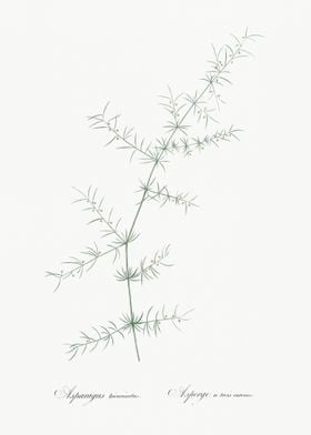 Climbing Asparagus Illustr