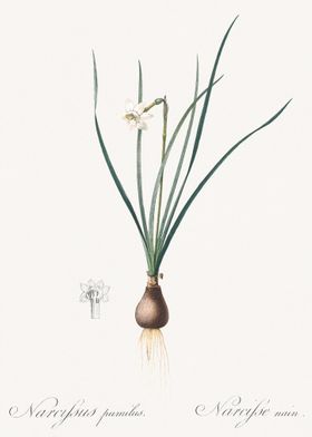 Daffodils Illustration Fro