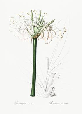 Caribbean SpiderLily Illus