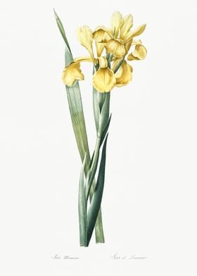 Iris Monnieri Illustration