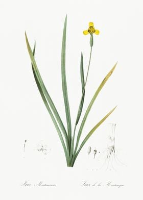 Iris Martinicensis Illustr