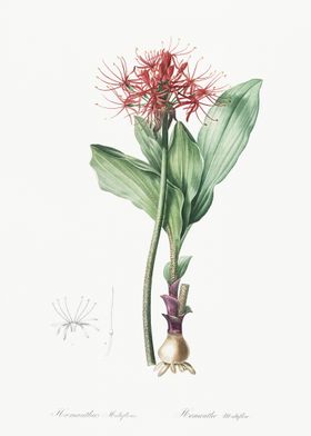 Blood Lily Illustration Fr