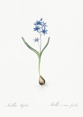 Alpine Squill Illustration