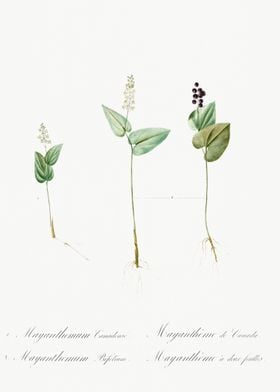 Mayanthemum Illustration F