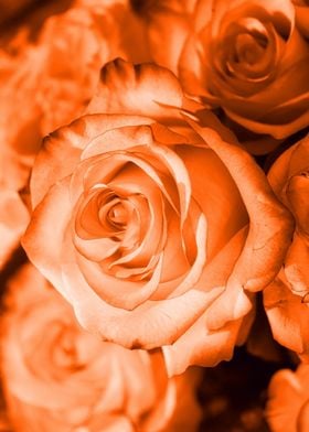 Rose orange 