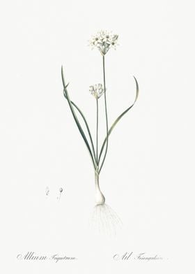 ThreeCornered Leek Illustr