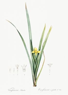 Yellow Iris Illustration F