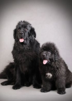 Newfoundland dogs