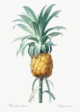 Pineapple Illustration Fro