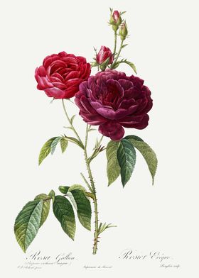 Les Roses 1824 HQ Original