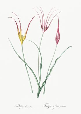 Horned Tulip Illustration 