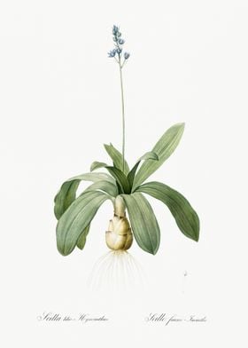 Scilla Lilio Hyacinthus Il