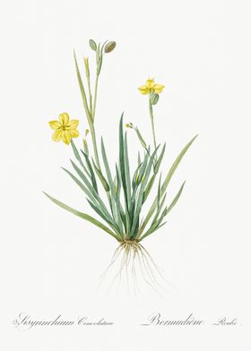 Yellow Eyed Grass Illustra