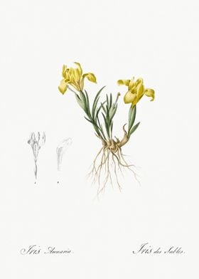 Sand Iris Illustration Fro