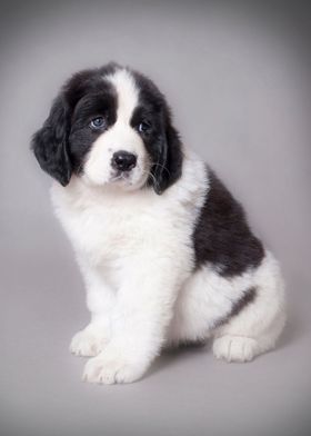 Landseer puppy