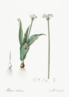 Ornamental Onion Illustrat