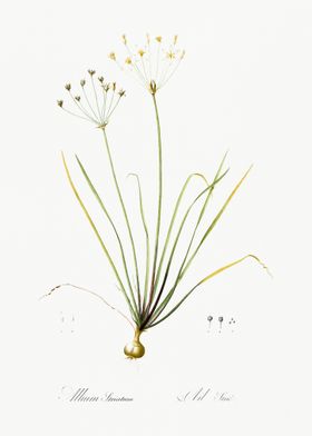 Allium Straitum Illustrati