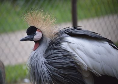 Grey crowned crane