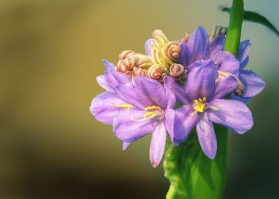 Purple Flower