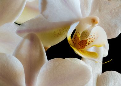 inside an orchid