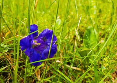 Gentiana acaulis