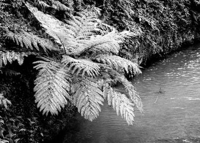 Ferns