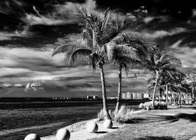 Palm Trees Black n White