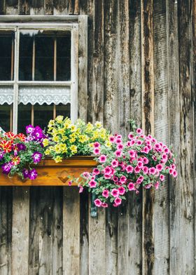 Flowers Window