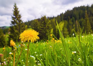 dandelion