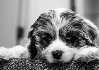 Puppy on the Stairs