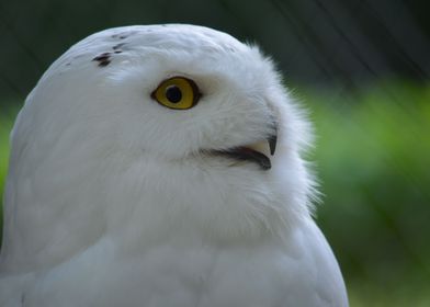 Snowy owl